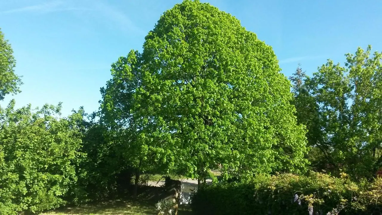 Fleur De Tilleul Vailhourles