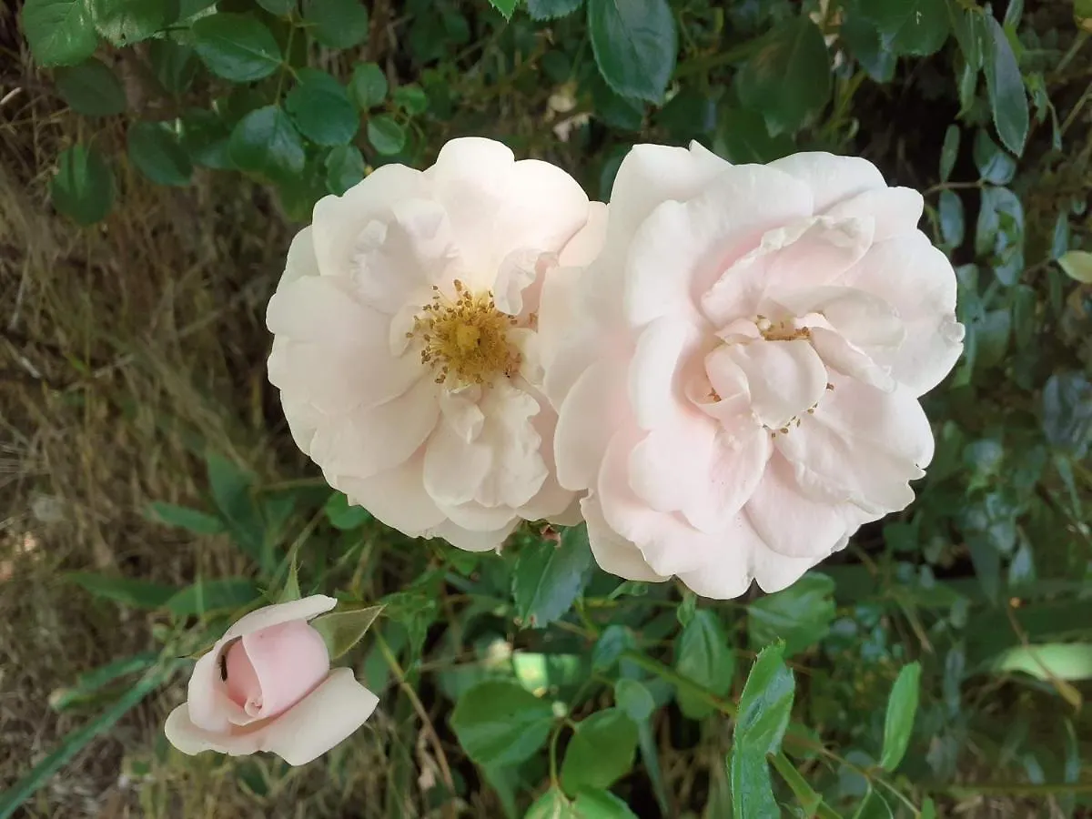 Fleur De Tilleul Vailhourles Holiday home