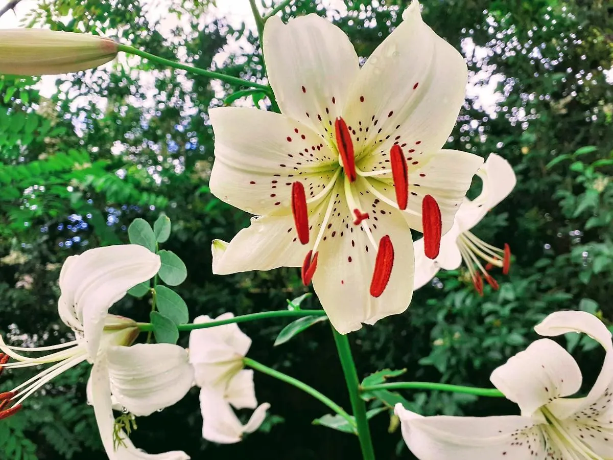 Fleur De Tilleul Vailhourles France