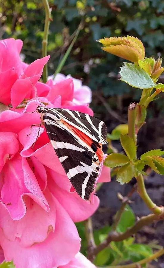 Fleur De Tilleul Vailhourles