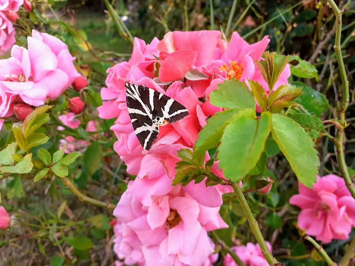 Fleur De Tilleul Vailhourles