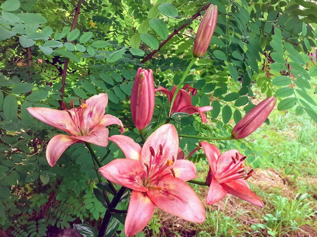 Fleur De Tilleul Vailhourles 0*,